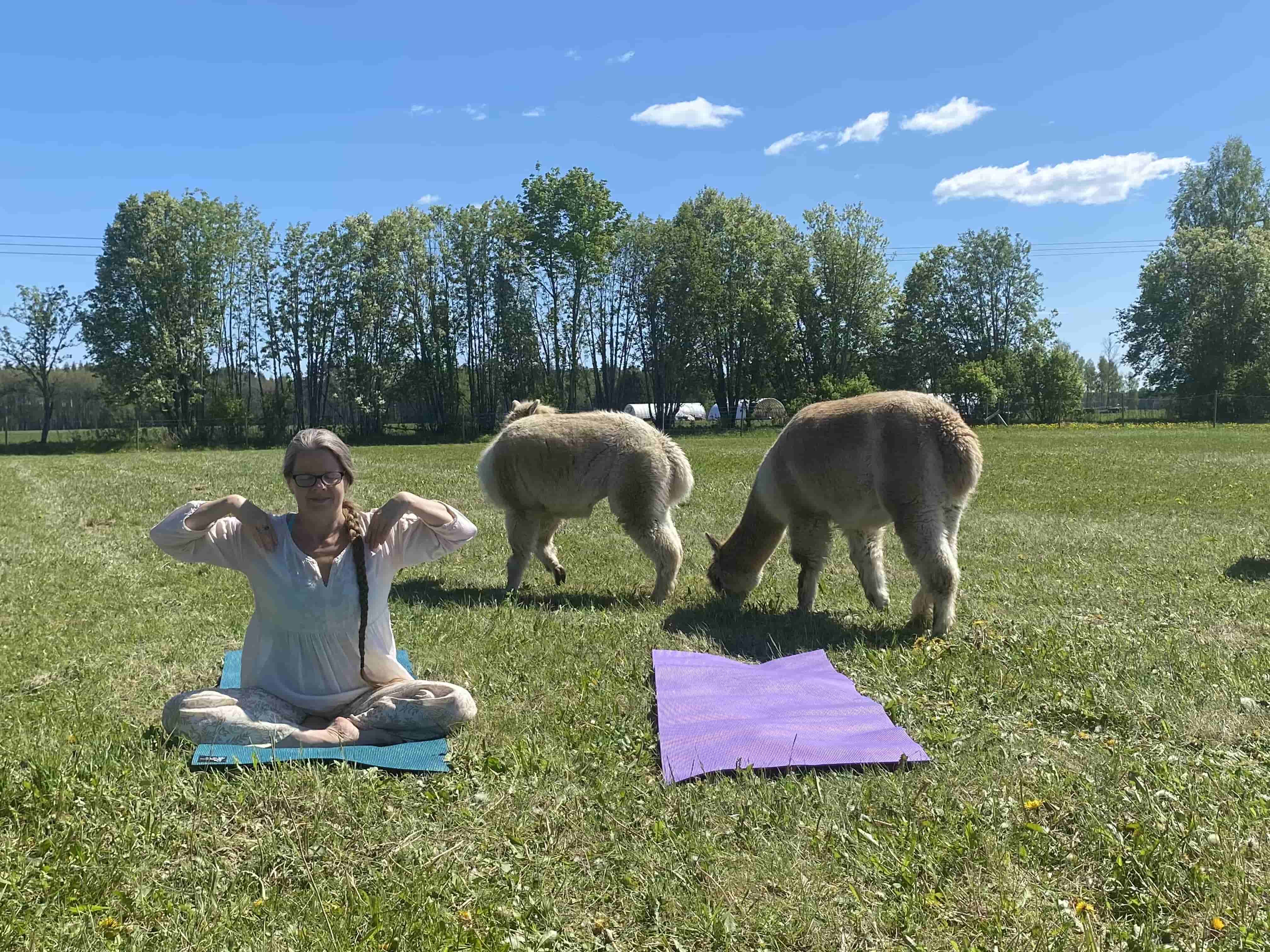 Yoga med alpackor i hagen